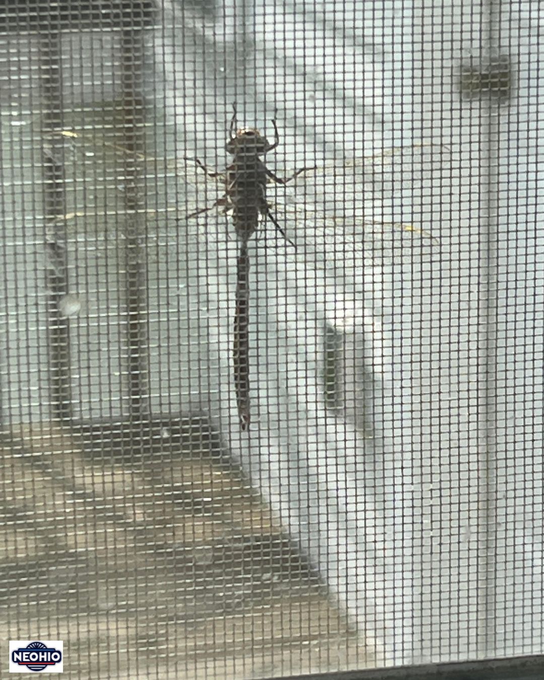 Dragonflies Flourish Across Northeast Ohio Following Recent Rainfall
