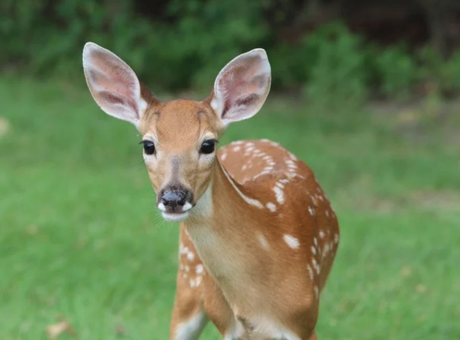 Fawn Season Reminder: Leave Baby Deer Alone