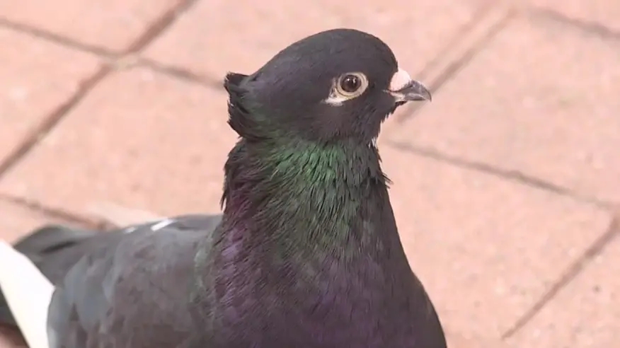 Rare Bird Named Harvey Captivates Downtown Kent