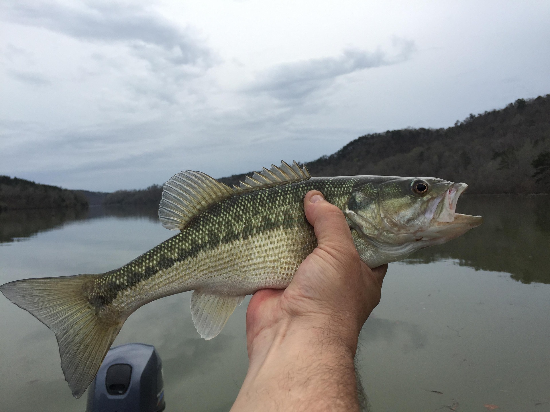 Bass Fishing Heats Up During Summer Season
