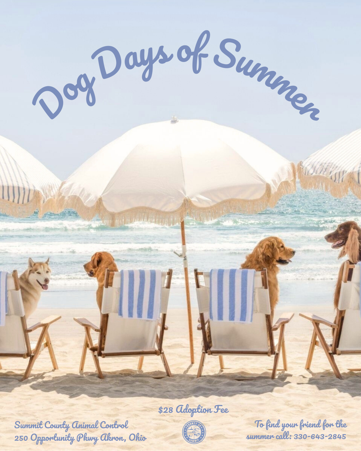 Summit County Launches $28 Dog Adoption Event for July