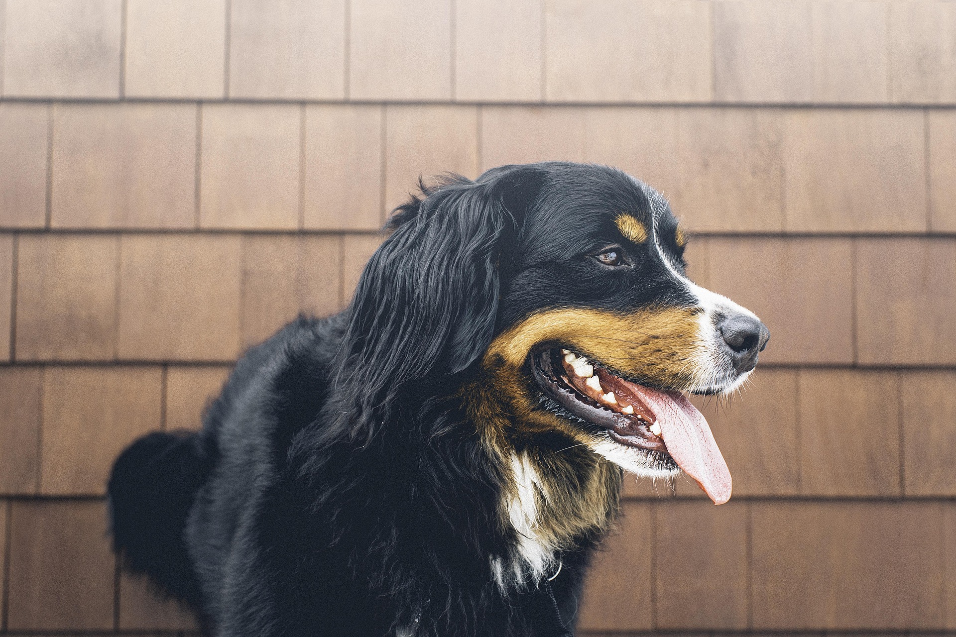 Dog Days Done Right: Pet Safety Tips for Summer in Ohio