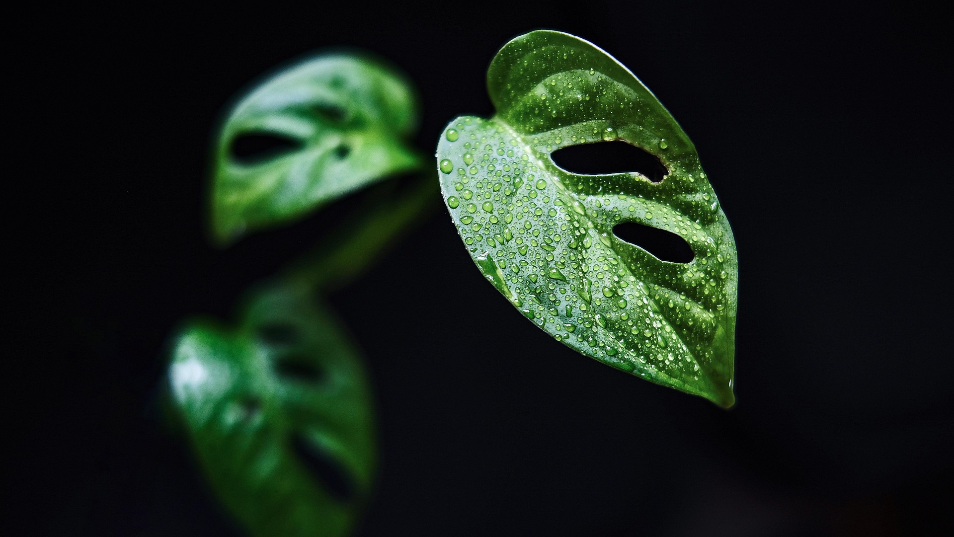 Why Your Houseplants Keep Dying This Summer