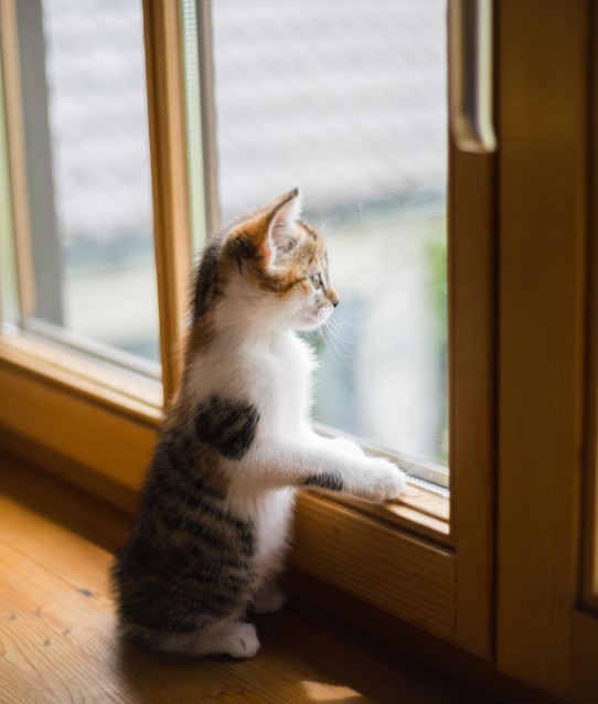 The Hidden Home Hazards August Heat Creates: Critical Tasks Most Homeowners Miss