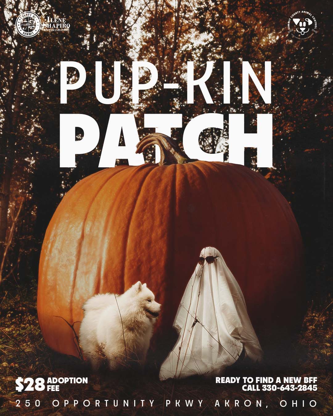 Summit County Launches Month-Long 'Pup-kin Patch' Dog Adoption Event