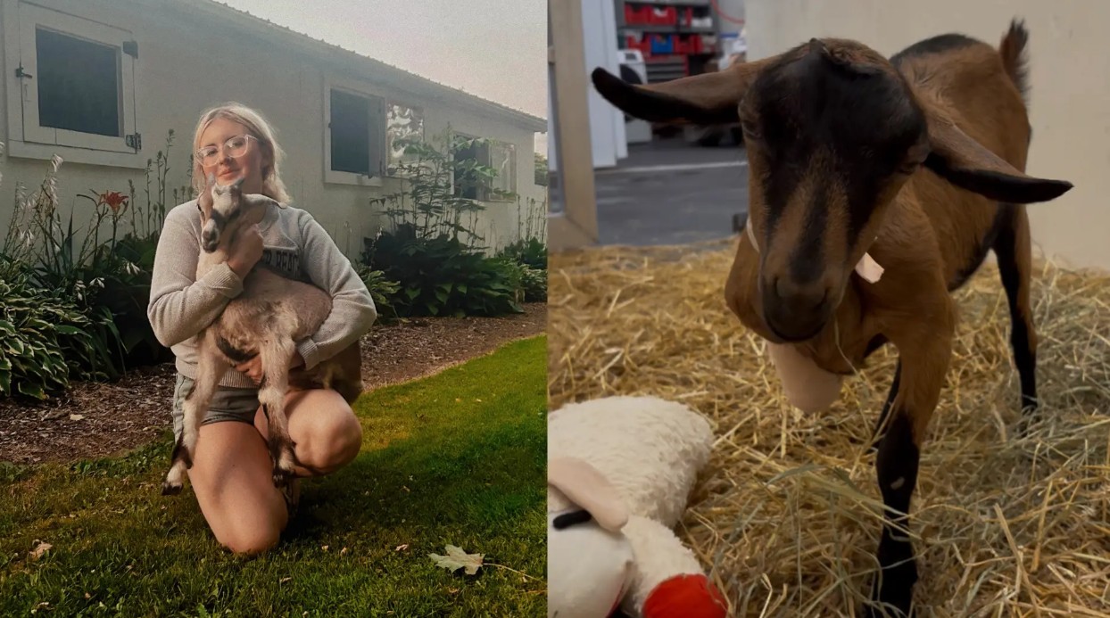 Lake Erie College Student Designs Prosthetic Leg for Rescued Goat