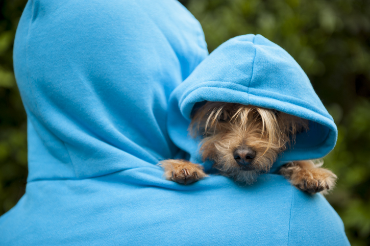 Pet Fashion Industry Struts into Fall with $9.5 Billion Market