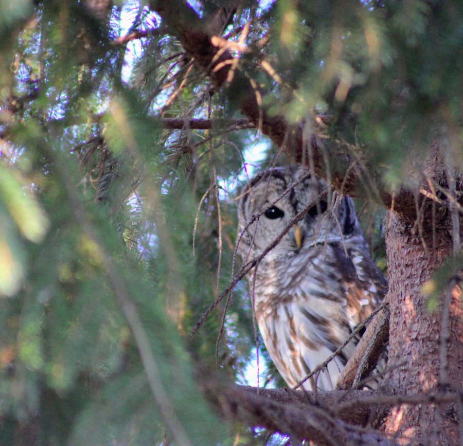 Blackbrook Audubon visits Veterans Park