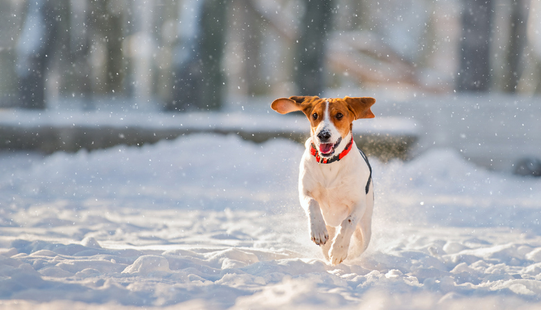 Summit County DocuPet Dog License Partnership, Online Tags, HomeSafe Service
