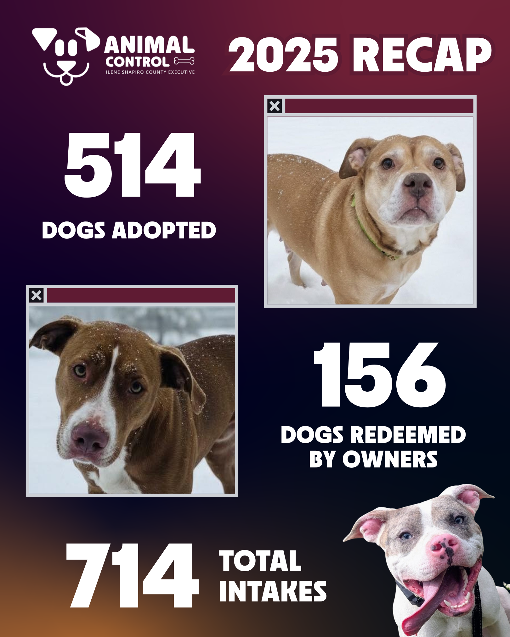Summit County Animal Control Recap: Adoptions, Pet Food Pantry, Adoption Promotion