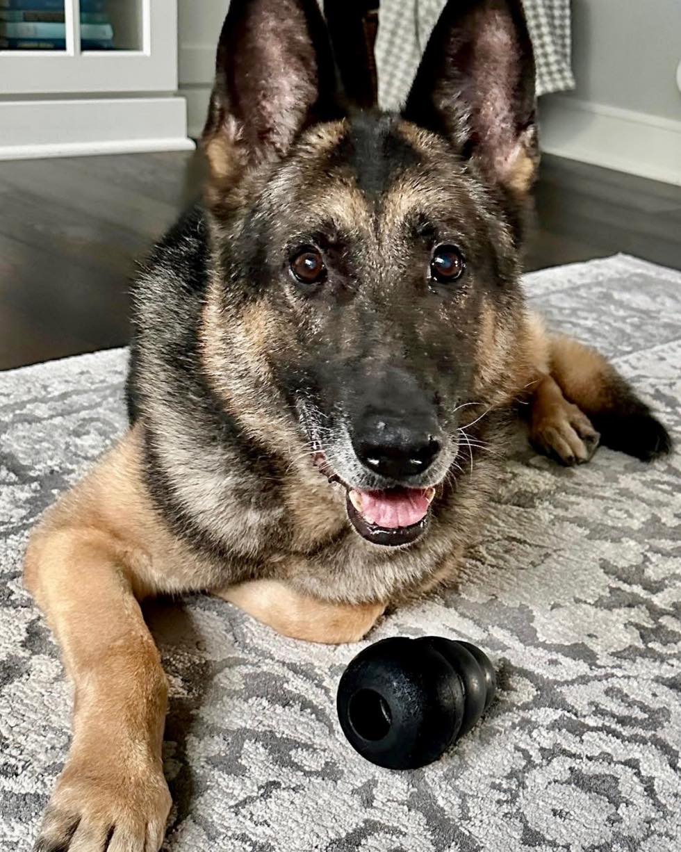 Aurora K9 Nero Remembered, Service Honored, Community Reflects