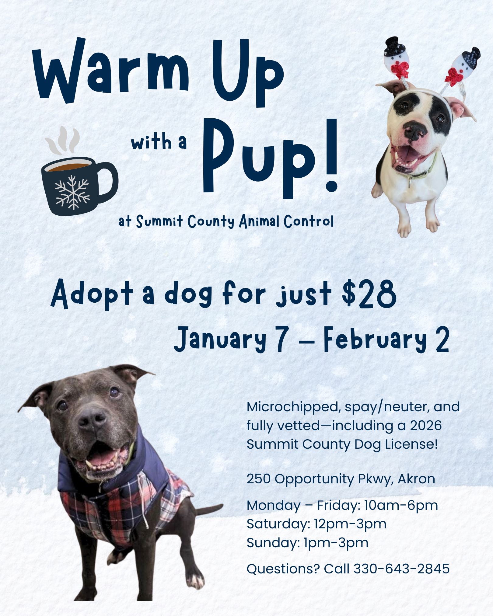 Summit County Dog Adoption: Warm Up With A Pup, Reduced Fees, And New Licenses