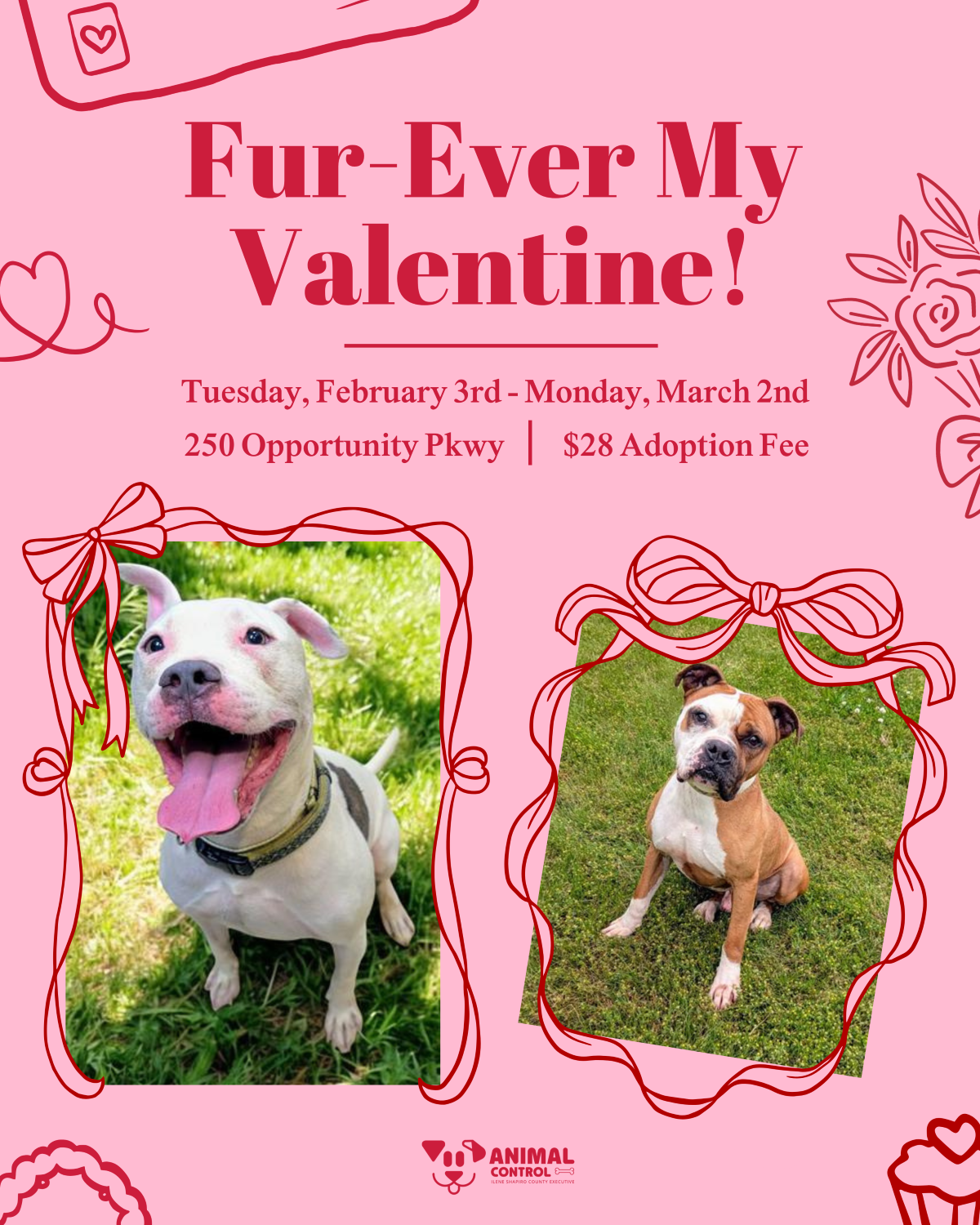Summit County Animal Control: Adoption Discounts, Valentine Promotion, and Pet Licenses